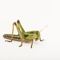locust.jpg