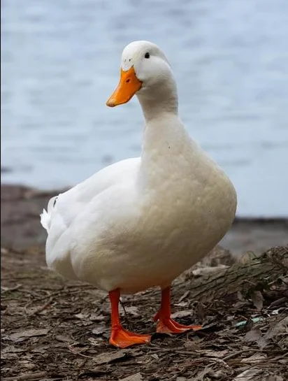 Patovisk