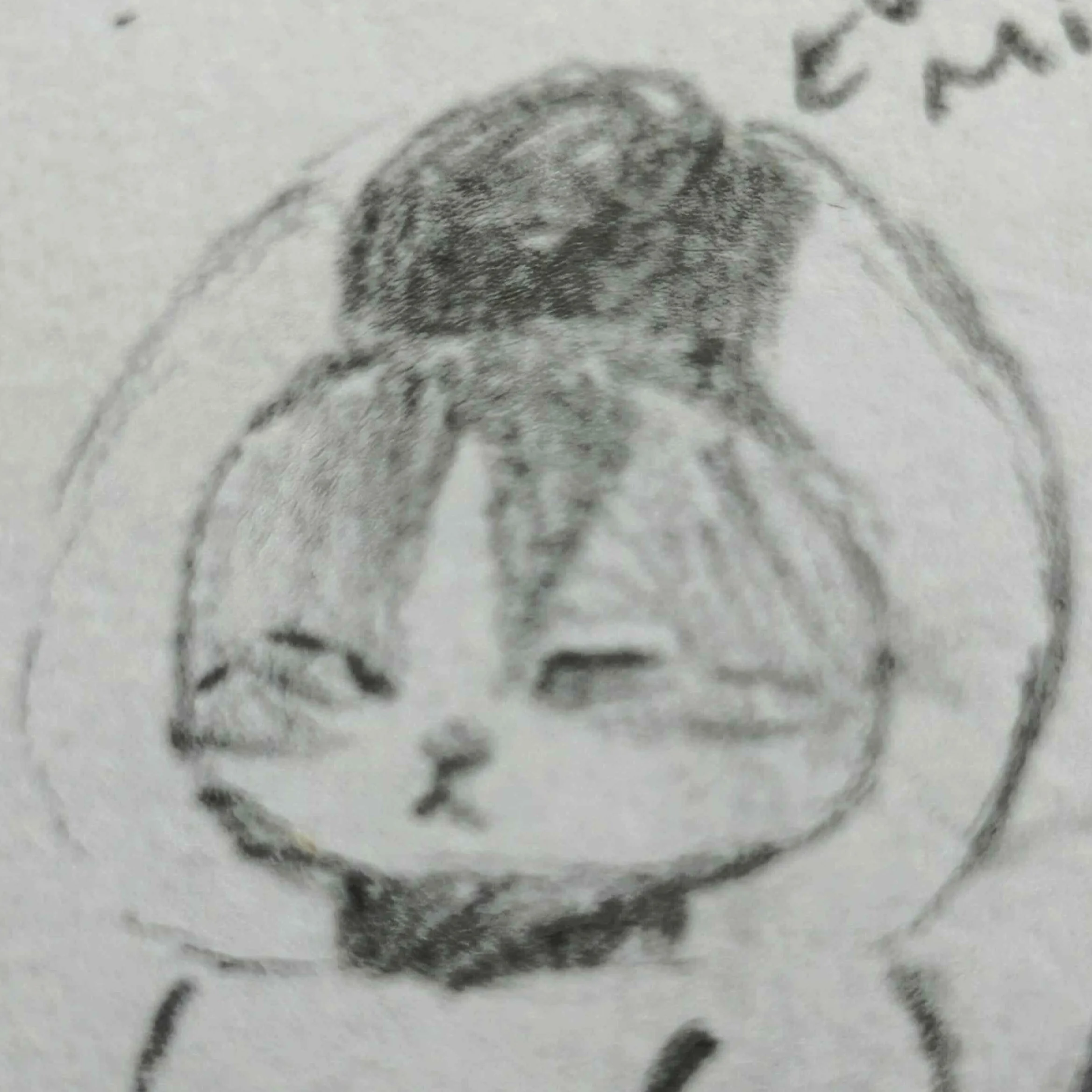Rice Ball