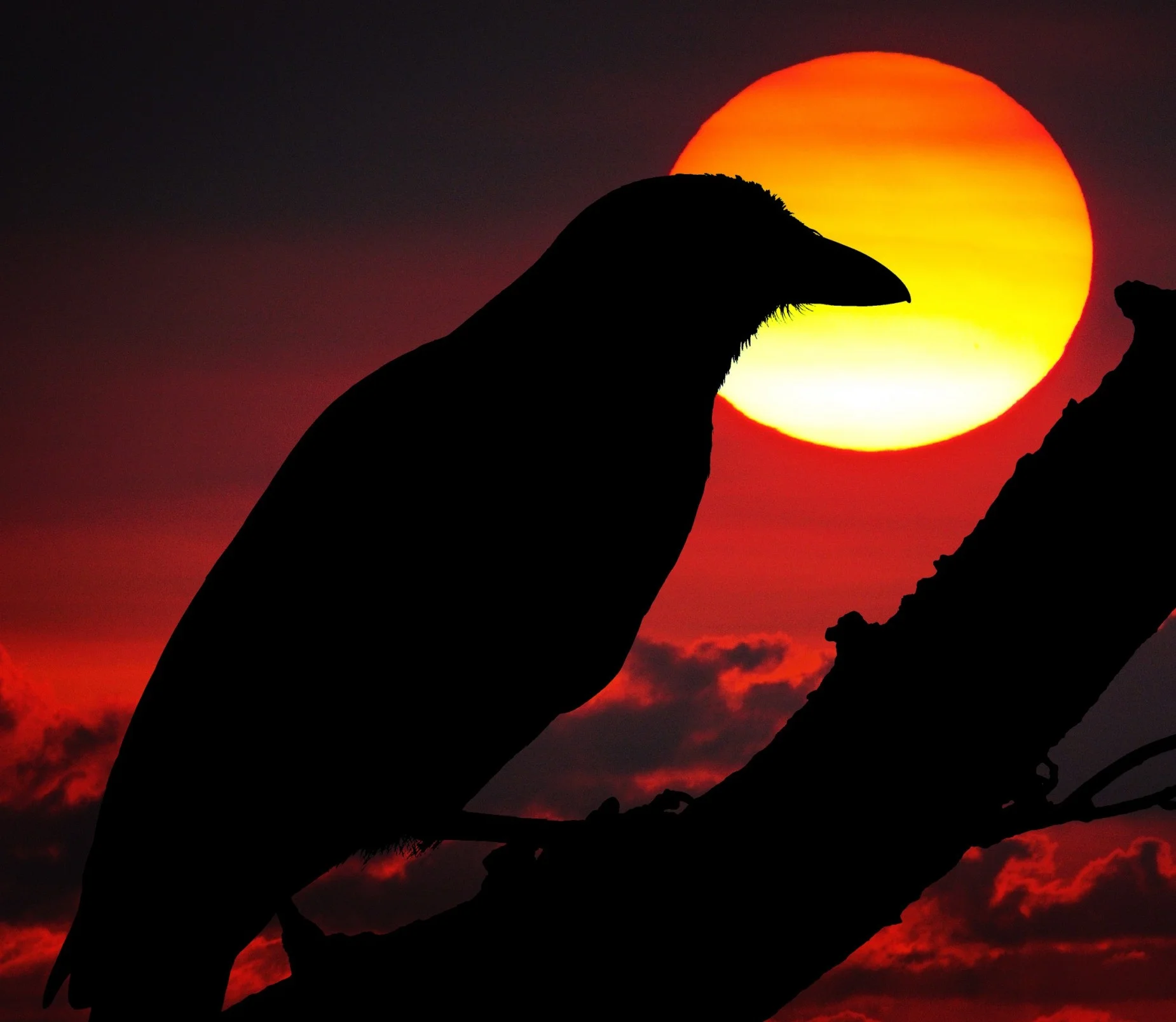 ShadowCalvariae